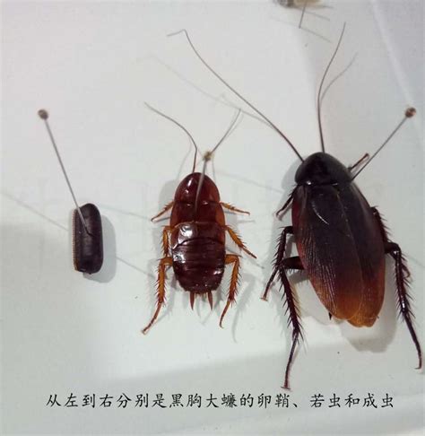 蟑螂 可以 活 多久